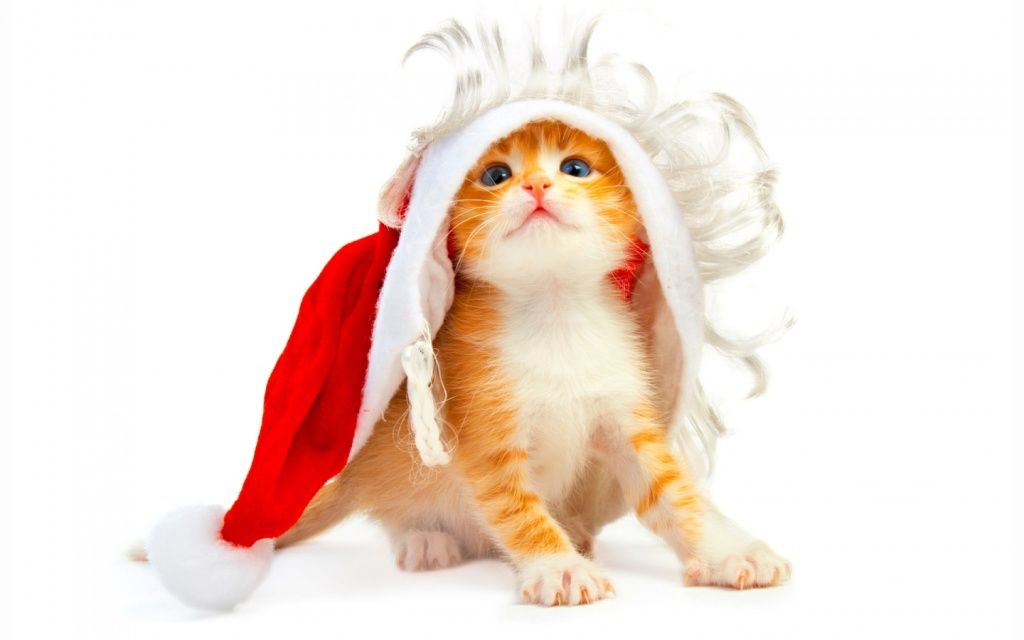 ws_Cat_wants_to_be_Santa_1440x900.jpg