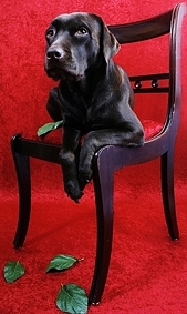stockvault-labrador-dog-on-chair131601kleingross.jpg